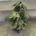 Schleich Oak Tree 12.5" Forest Retired 30650 Germany 2005. Fixed Price $179.97.
