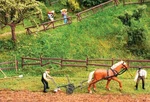 Faller Gmbh Ho Garden And Field Fences 4 Different Styles, Total Length 180857. Fixed Price $9.98.
