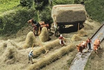 Faller 180561 Ho Hay Harvest Model Kit. Fixed Price $37.00.
