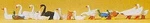 Preiser Ducks, Geese Amp; Swans - Model Railroad Figures Ho Scale #14167. Fixed Price $15.35.