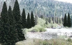 Woodland Scenics TR1585 Ready Made Trees Value Pack, Evergreen 2-4" (18). Fixed Price $34.99.