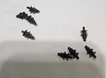 Mth Pantograph Brown Insulator Premier GG-1, Bi-polar, Y-1, Plus 8 Pcs. Fixed Price $12.50.