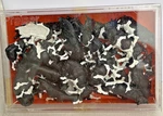 Preiser 14408 Scale Dairy Cows-set Of 30 Holsteins Black & White Nib. Fixed Price $42.00.