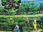 Vineyard / Grape Orchard - Over 15 Inches Winery Ho Scale Kit Busch New. Fixed Price $65.95.