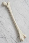 Life-size Human Femur Bone Replica 1:1 Scale Anatomically Accurate Medical Model. Fixed Price $29.99.