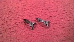 Ho Lionel Reddish Brown Pin-down Coupler Pair. Fixed Price $8.95.