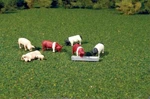 Bachmann O Animals Pigs PKG(9) 33168. Fixed Price $22.98.