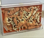 Preiser 14409 Ho Scale Cattle Cows Calves Brown/white Set Of 30 Nib. Fixed Price $52.00.