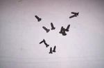 Lionel Parts ,12 Screws 2333 2343 Early F-3 Body. Fixed Price $5.95.